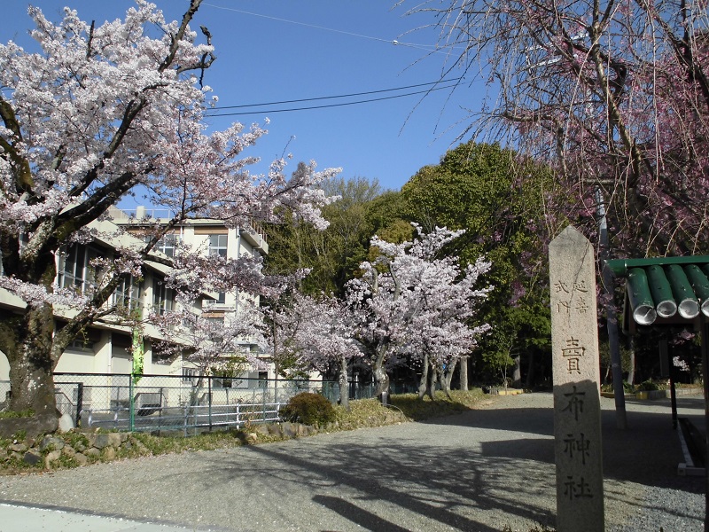 ピピアめふ公益施設 4f 6f さくらパート２ 売布神社と売布小学校の桜も満開を迎えて 今年も美しく咲き誇っています 鳥居横の枝垂れ桜の満開にはもう少し って感じですね 売布の桜 桜 桜スポット お花見散歩 宝塚の桜スポット 売布神社
