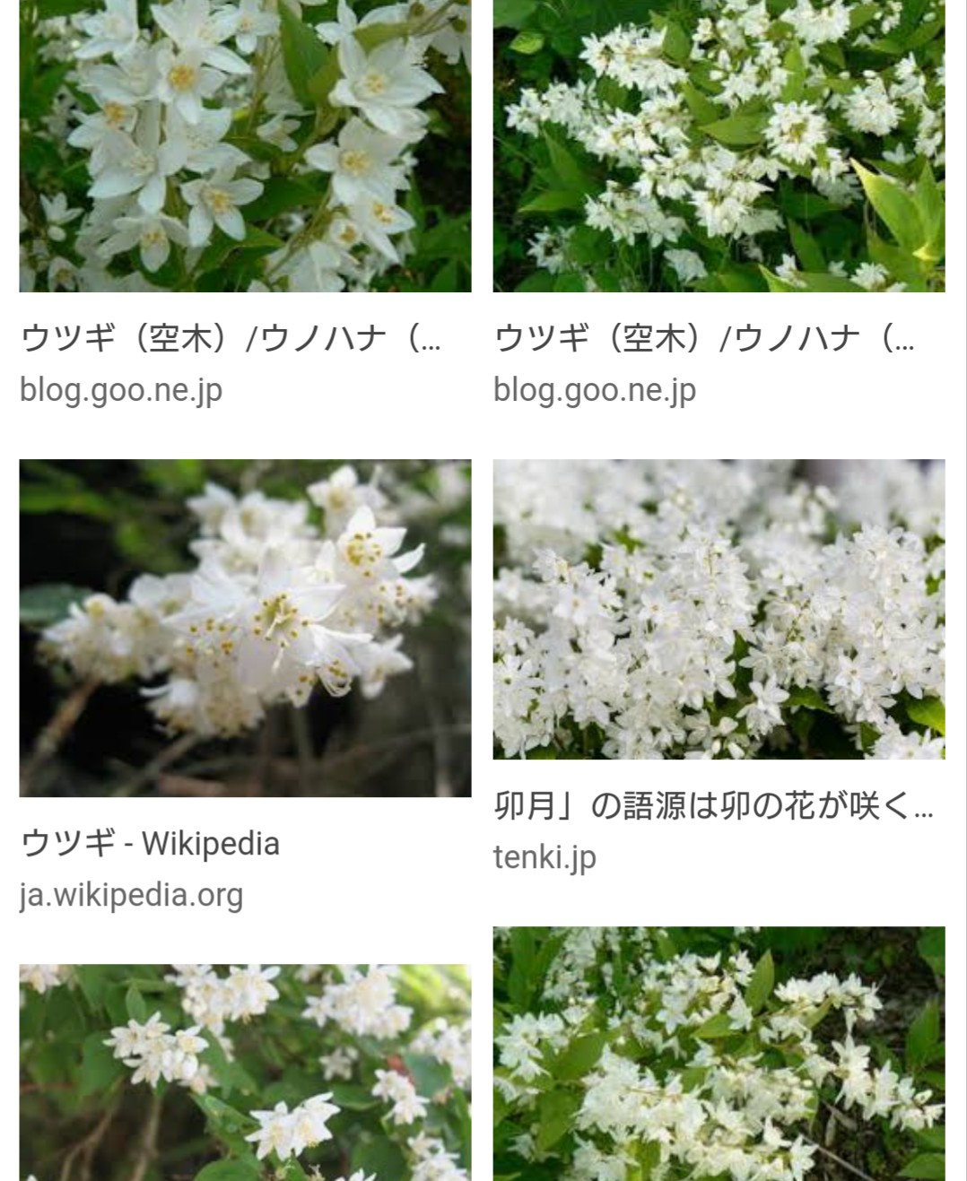 柚子 8時15分からの起床介助 明日からもう４月ですね ４月って何て言うんですか 俳句好きの利用者さんに 聞いてみる ムキヤウサミフ 卯月 夏が来ぬ を歌ってくださる 卯の花の匂う垣根に 卯の花ってどんな花ですか ググるってみる