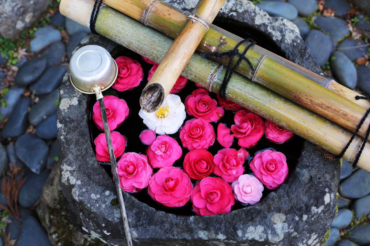 彌榮自動車 ヤサカタクシー 桜を目的に参拝したお寺さんで華やかな花手水に出会いました 春のパン祭りならぬ 春の手水舎祭りを開催しておきます 十輪寺 1枚目 真如堂 2枚目 金戒光明寺 3 4枚目 彌榮自動車 ヤサカタクシー 桜を目的に参拝したお寺さんで華やかな花手水に出会いました 春のパン祭りならぬ 春の手水舎祭りを開催しておきます 十輪寺 1枚目 真如堂 2枚目 金戒光明寺 3 4枚目