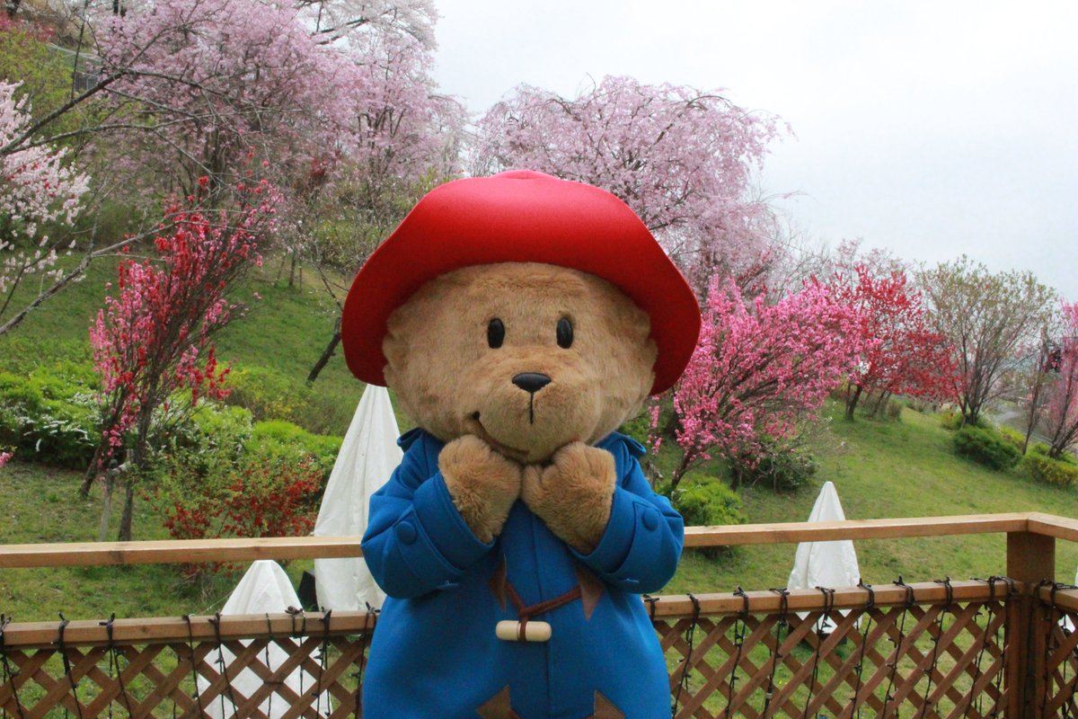 さがみ湖リゾートプレジャーフォレスト さがみ湖桜まつり 本日も桜が綺麗に咲いております プレジャーフォレスト では 2 500本の桜が皆様をお迎え致します 綺麗な花たちに パディントンも大はしゃぎ 季節限定のプレジャーフォレストをぜひお