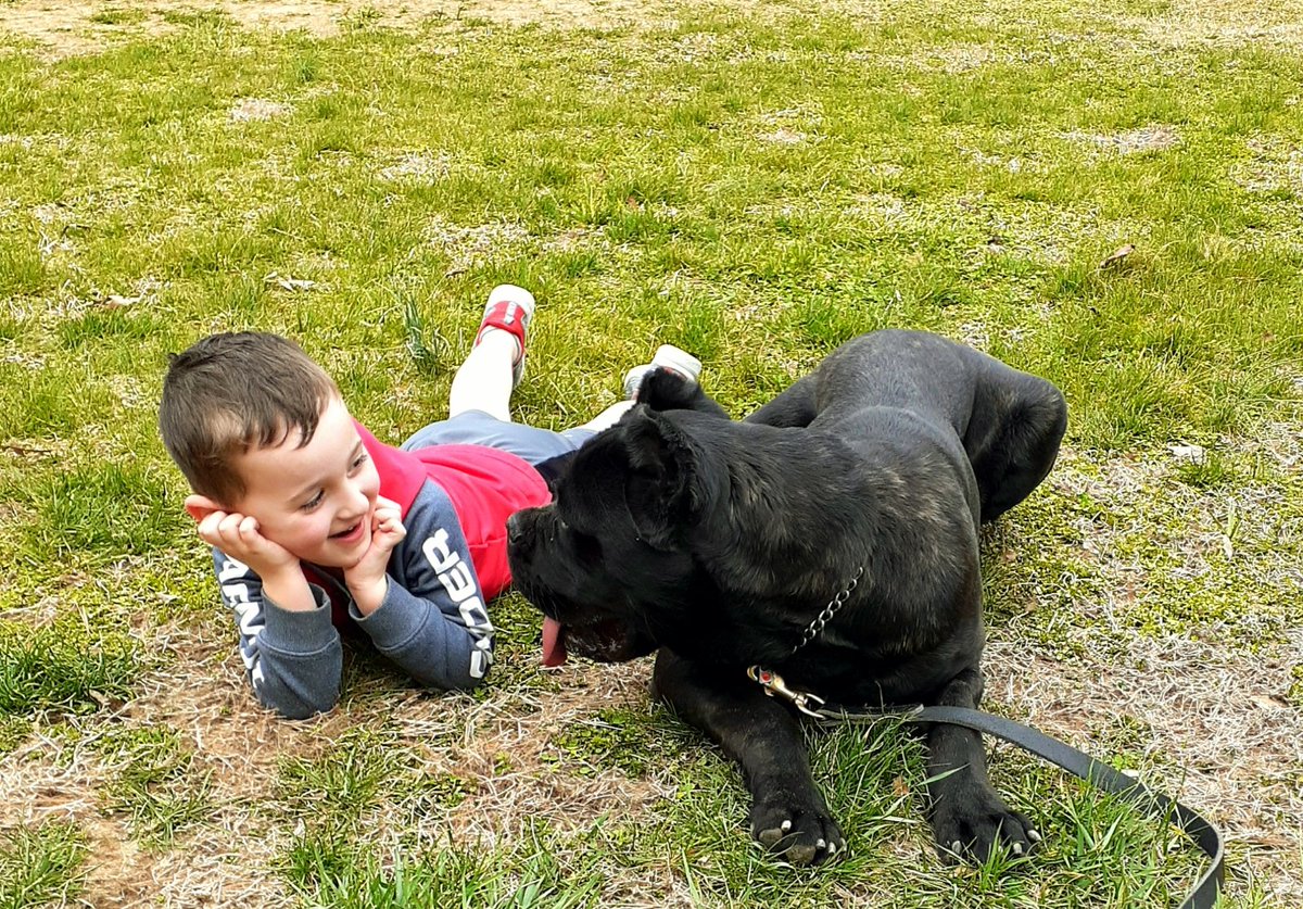 goldenstate_k9's tweet photo. When a best friend is also the ultimate protector. #gstk9 #handsome #personalprotectiondog #canecorso #friends #dogsoftwitter #protectiontrained #protection https://t.co/6eu0QgUcWt