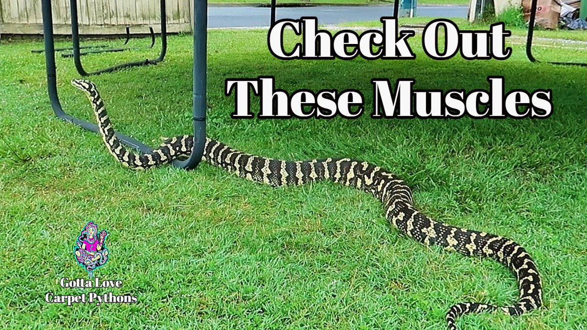 lovingpythons's tweet photo. Snakes Muscles If They Don't Use They Will Lose! https://t.co/4VO6VDetIo via @YouTube https://t.co/12LF2qJIMq