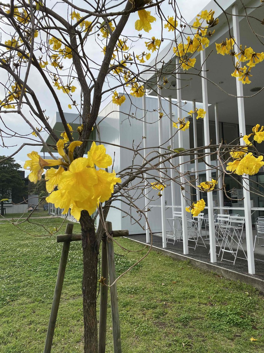 宮崎大学生協 イペーとも言うんですね 綺麗な花でイッペ咲いてほしいです 宮崎大学生協 イペーとも言うんですね 綺麗な花でイッペ咲いてほしいです