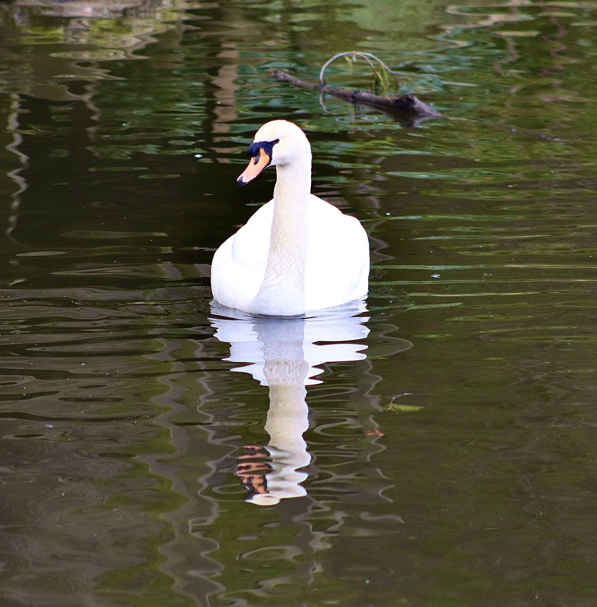 LynnSferrazza's tweet image. #marchreflectionchallenge #stanleypark @bbrendatweets @petermarteka @Grahampoo