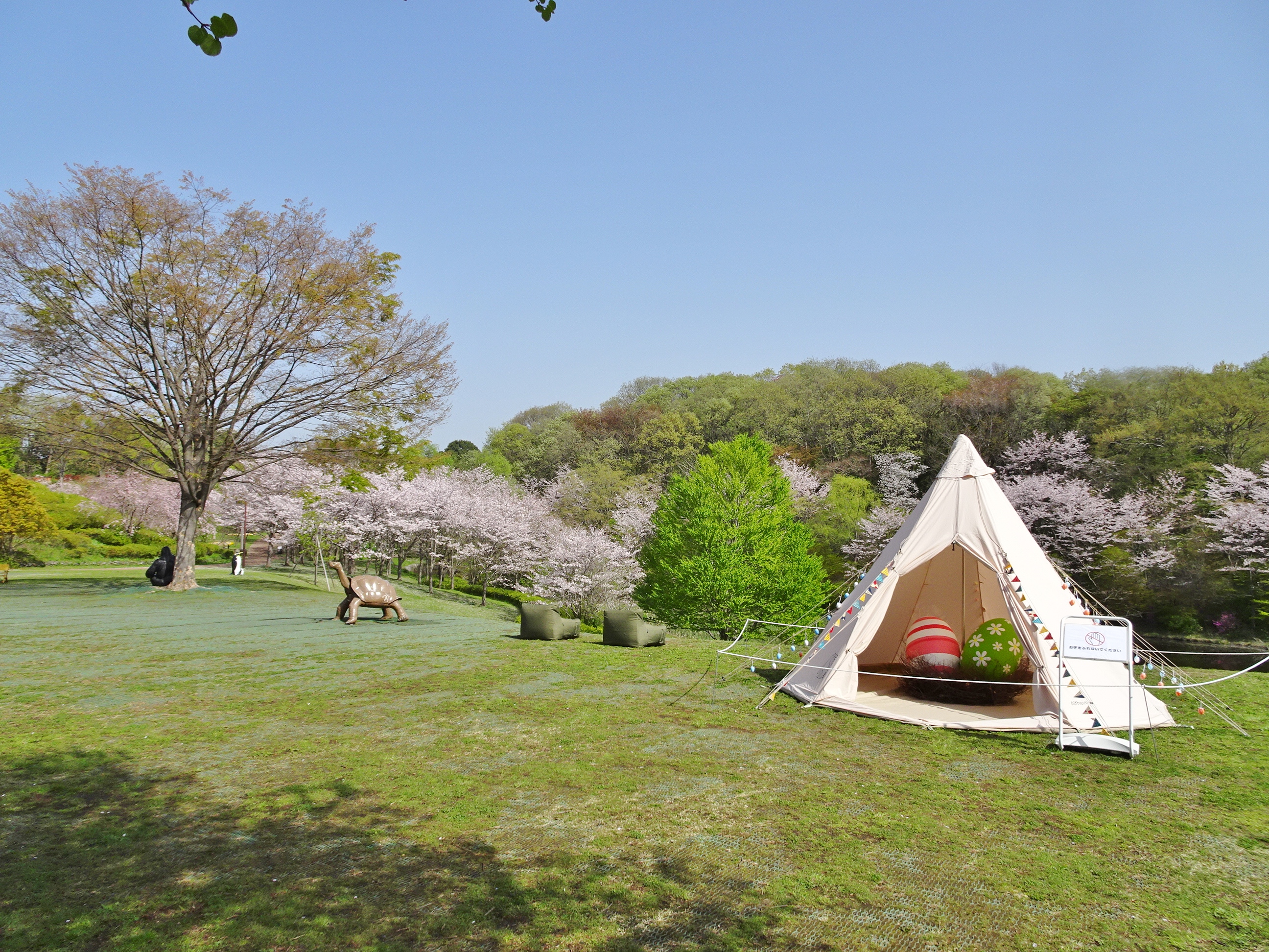 公式 横浜市立よこはま動物園 ズーラシア 本日は気持ちのよい快晴 桜 も見ごろを迎えています 風が吹くとヒラヒラと舞う桜の花びらが美しい ころころ広場の ガーデンパーティー も残り5日です クレープを食べながら春の陽気を満喫してみるのは