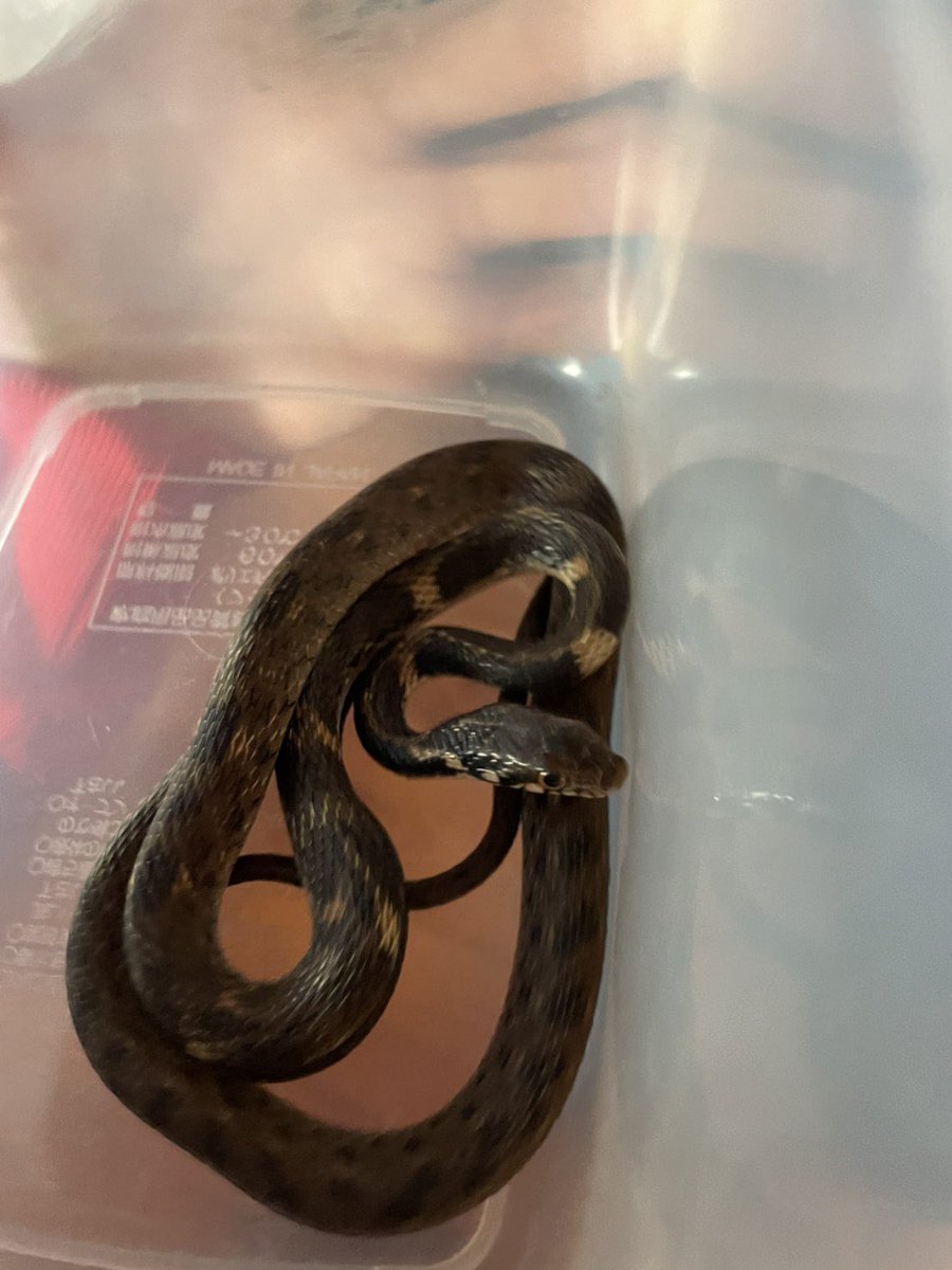 ゴブリーマン T Co Q7wvgwy51k 答えは ガラスヒバァ でした 沖縄弁で ガラス カラス ヒバァ 蛇 つまり カラス蛇 という意 ヒバカリ と同属でありながら デュベルノワ腺から毒を分泌して狩りに用いていますが ヒトに対する実害は