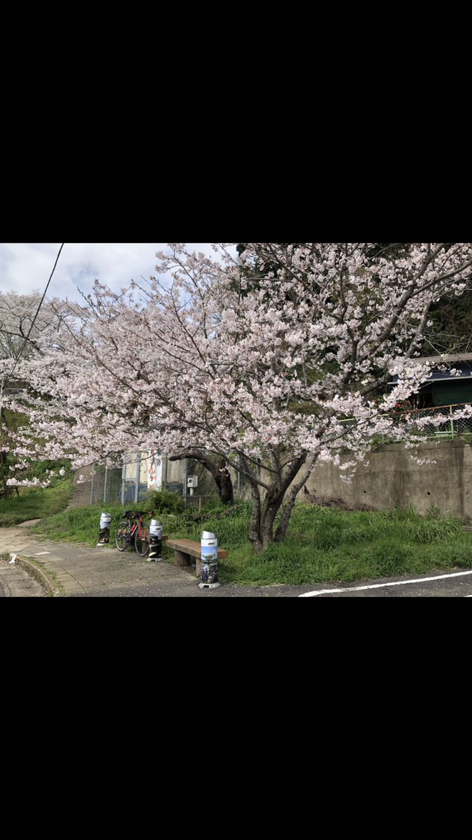 Tnk على تويتر 香取神宮と小見川城山公園の桜 桜 サクライド