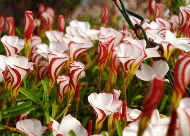 オキザリスバーシカラー Twitter Search