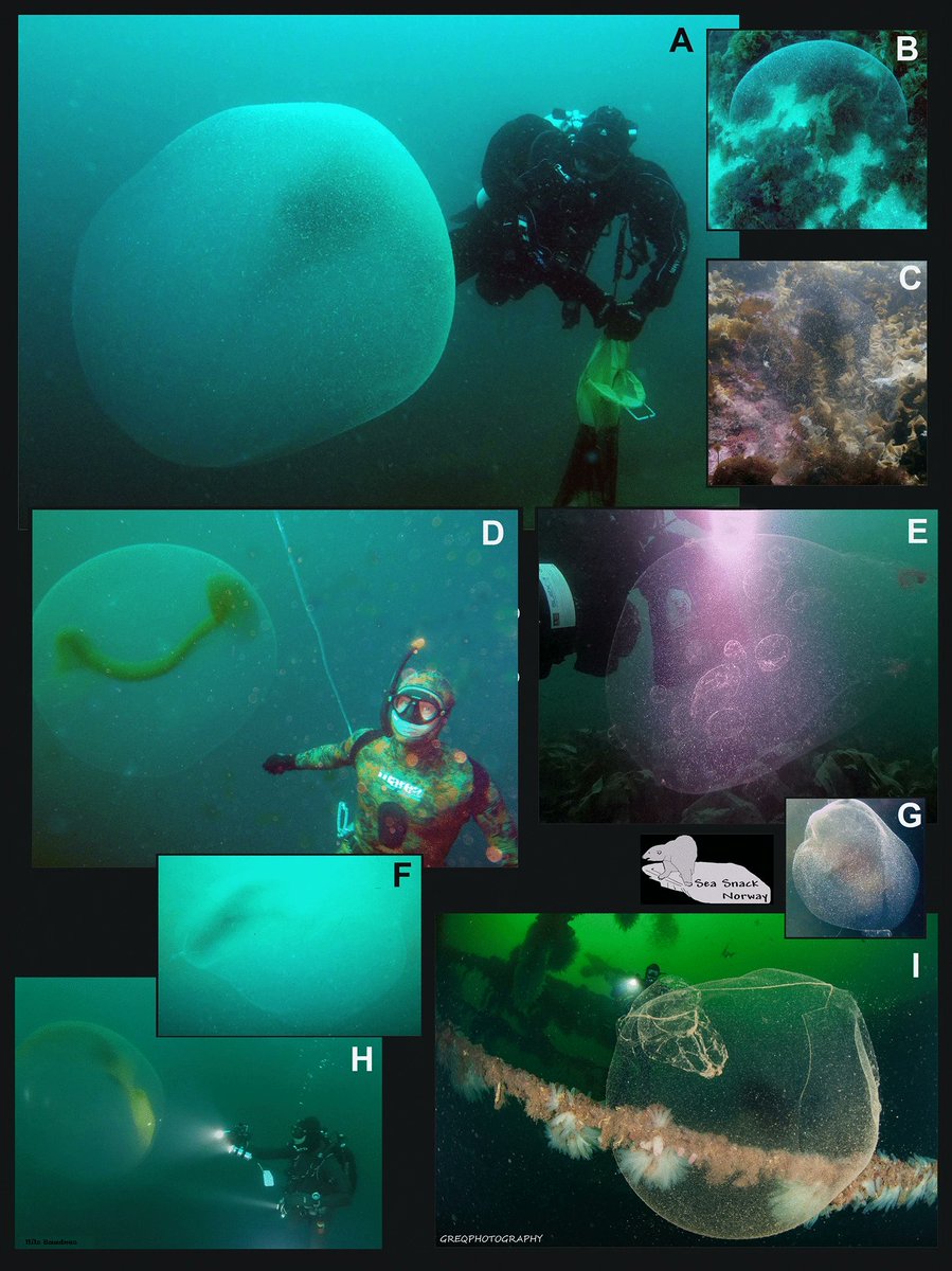 Загадочный шар в океане. Подводные пузыри. Яйцо гигантского кальмара. Морской биолог.