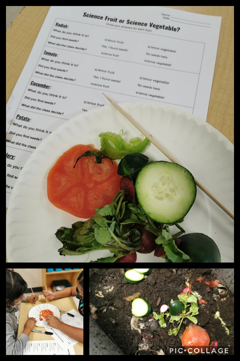 Are tomatoes a science fruit or a science vegetable? How about cucumbers? We investigated a variety of fresh produce to see which ones had seeds in them. Hint: scientists would say a cucumber is a science fruit. What would a chef say? 🍅 <a href="/tesslonglade/">Theresa Longlade</a> <a href="/PeelSchools/">Peel District School Board</a> <a href="/JamesPotterPS/">James Potter PS</a>