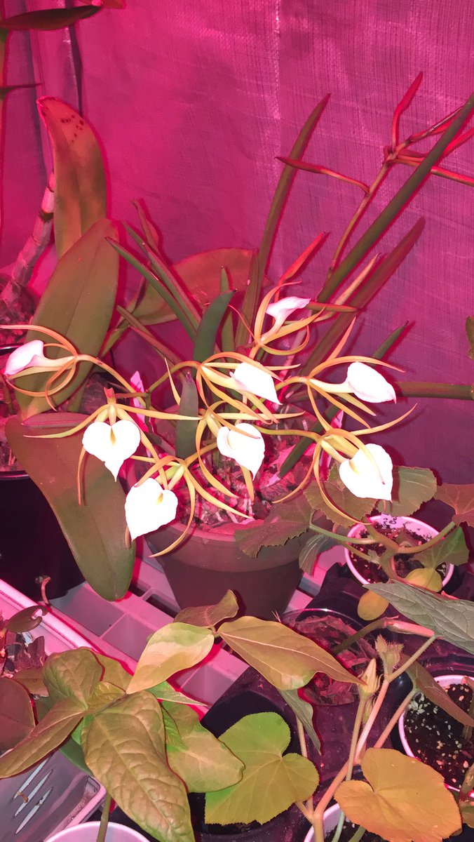 KelvinEWalker1's tweet photo. #CurrentlyInBloom https://t.co/5o5fVqzxDQ