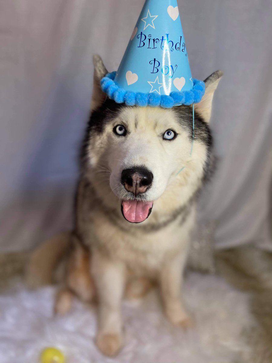 nxkimb's tweet photo. This is 5 🥳🐺🐾 Harvey the Husky. #husky #birthdayboy #unconditionallove #pei #mommasboy #daycare #spoiled https://t.co/ZlQZkgJy9F