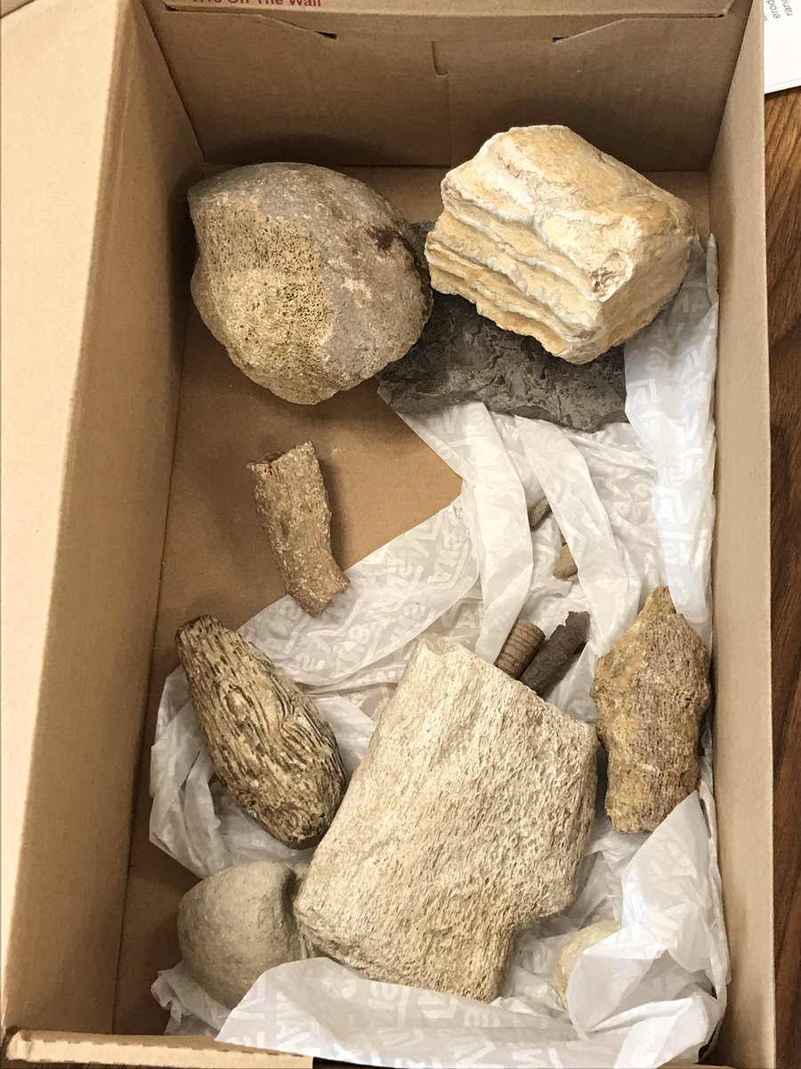EmSchellinger1's tweet photo. @kolda_cadets has a true hidden gem! @Lindsay_Hull came to visit my 5th graders today to talk about the Geological Time Scale, evidence of past ecosystems and different types of fossils! The kids got to explore her fossil collection and they loved every single moment! https://t.co/GjauiGvJN4