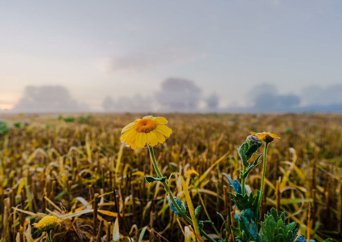 HenrikPiga's tweet photo. Sold this as a print today ππ
I think I'll mint the other
#photography #prints #nft #SonyAlpha #zeissbatis #cornmarigold https://t.co/Fw24qsAb8B