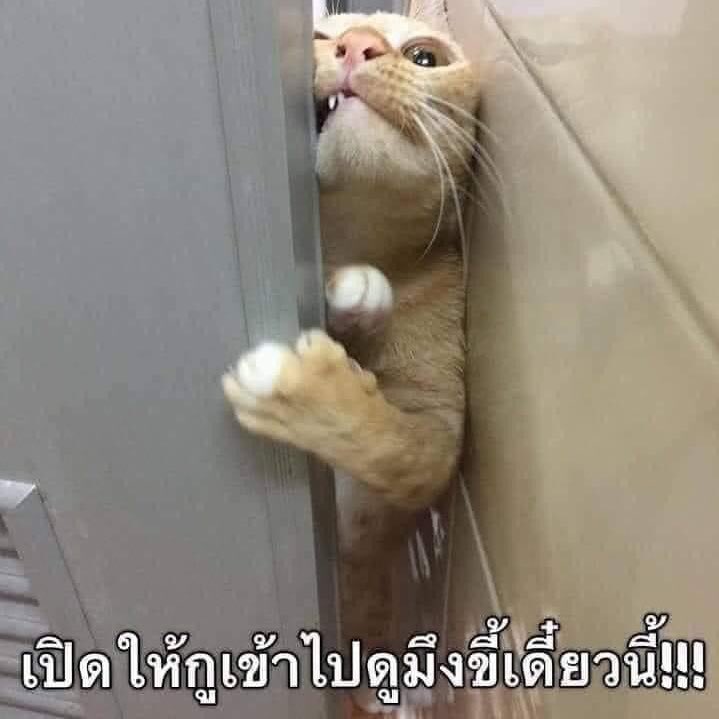 madaisyy__'s tweet photo. ขาดใจ๋ไปแล่ว https://t.co/oGyGk4FSiq