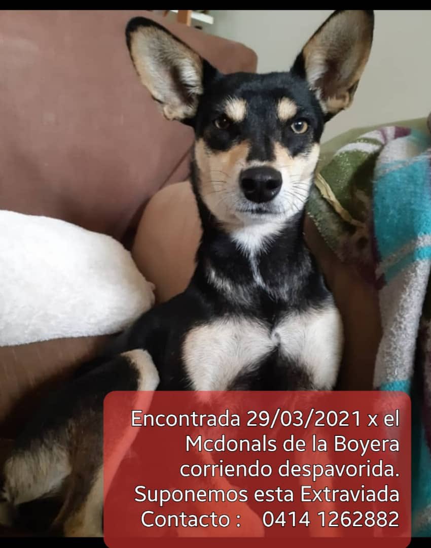 ayalaalcuadrado's tweet photo. Por favor 🙏, podrían ayudar con un RT para encontrar a sus dueños? La encontraron corriendo por La Boyera. @Mmorin_informa @kiara_true @RCamachoVzla @MamaLisVzla @HildaAbrahamz @AmintaPerez3535 @RobertLobo_ @GabyGabyGG @Naky https://t.co/WQDT3XVg7q
