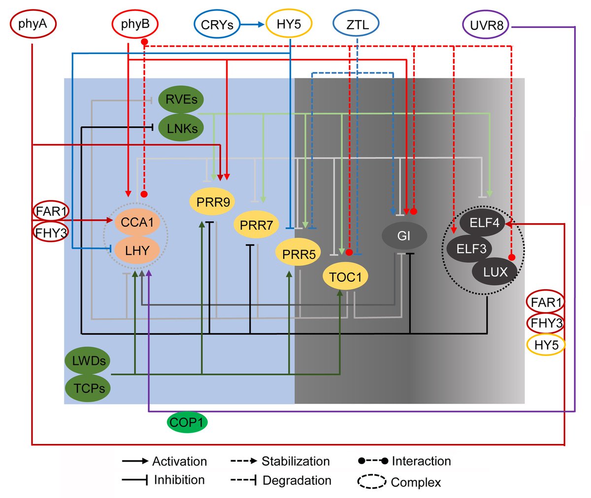 aBIOTECH5's tweet photo. #OnlineFirst #Circadianclock #Photomorphogenesis #Floweringtime #Lightsignaling
Coordinative regulation of plants growth and development by light and circadian clock
Chen Su, Yan Wang, Yingjun Yu, Yuqing He & Lei Wang
https://t.co/z88WJEvmQK
@SpringerPlants https://t.co/6BproVCTDy