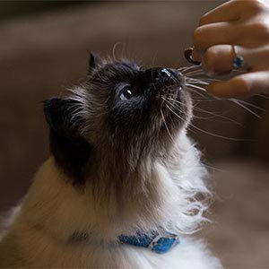FurryFriendGear's tweet photo. RT https://t.co/UZTq1LmdVQ Shop now at Amazon https://t.co/vKzWybWbvS Treat Your Cat #PetSupplies #cats #cat #catlovers #catlover #catlife #instacat #meow #pets #kittens #kitten #kitty #catof… https://t.co/XYvYn0G0pJ