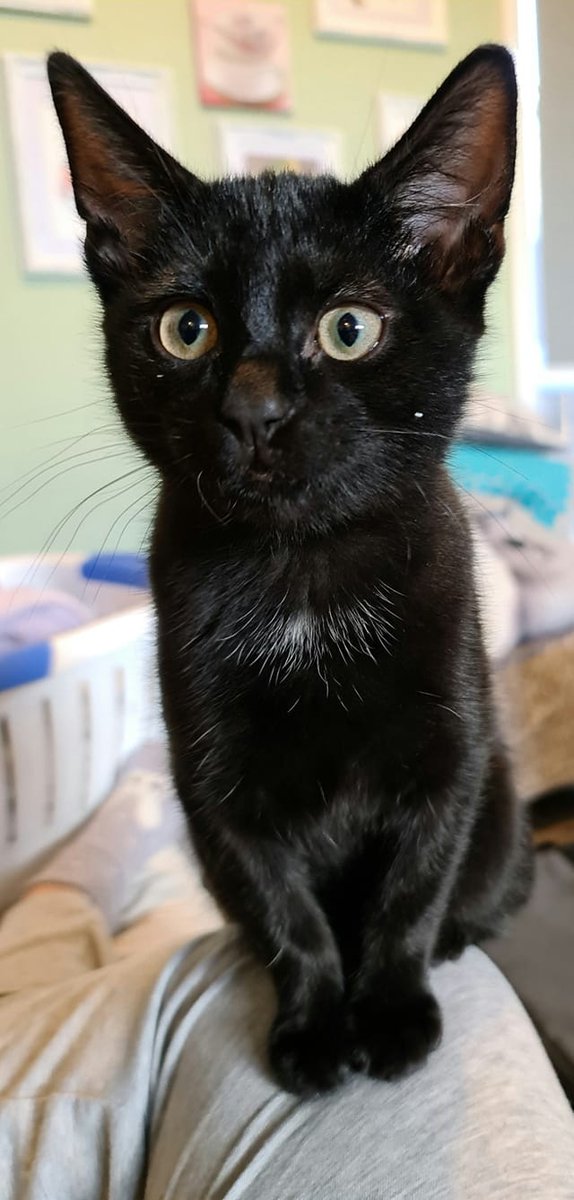 4lyfe_rescue's tweet photo. Taking names and taking applications 😈
To find out more about this feisty little firecracker head to https://t.co/OsnMbcfUNb
#Hawk4Lyfe #Kittens4lyfe #CatsofCanberra #Kittensofinstagram #Blackcats #Adoptme #AdoptDontShop https://t.co/OwREt2sgRr