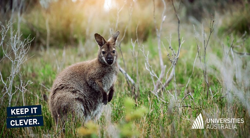 Wallabies’ penchant for fine dining plays a critical part in forest ecosystems. An <a href="/EdithCowanUni/">Edith Cowan University (ECU)</a> study tracked wallabies tucking into truffles, with the subsequent waste protecting trees from disease. #KeepItClever 
👉ow.ly/YzbA50EcQyC