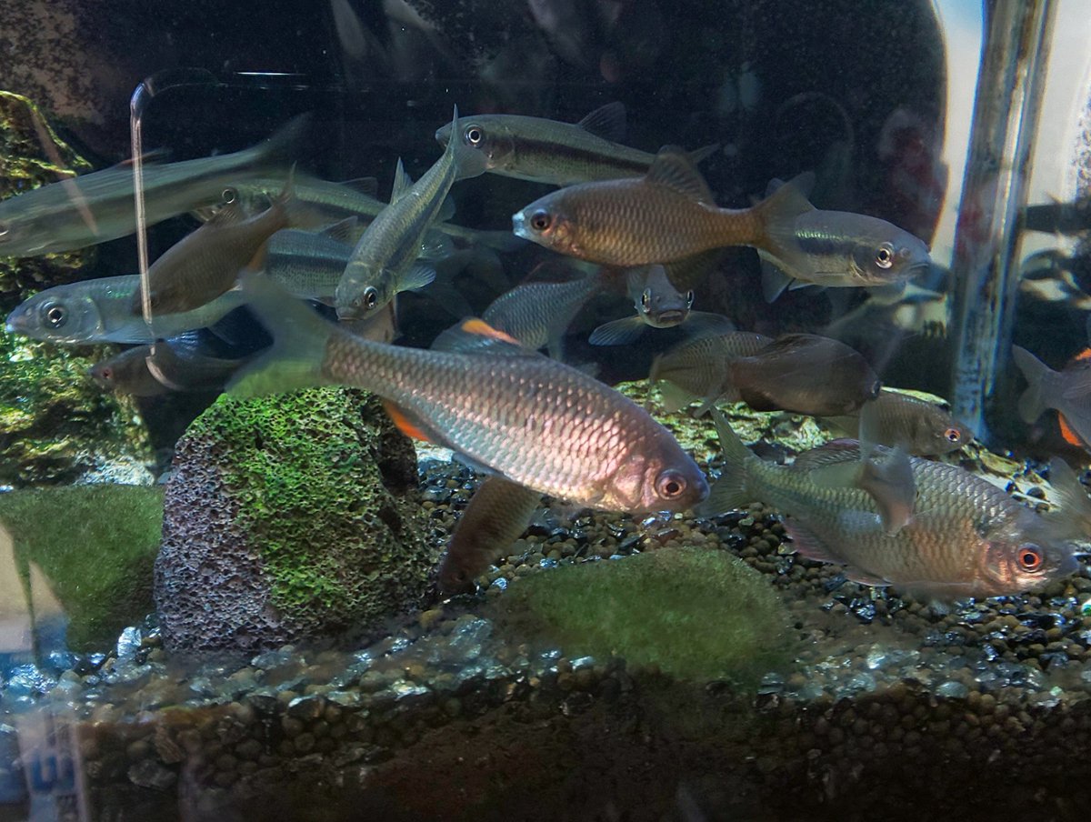 lemon_kirin's tweet photo. 大きくなって婚姻色も出てきて
水槽で季節を楽しむ素晴らしさ🐠 https://t.co/clGDXg6Rcv