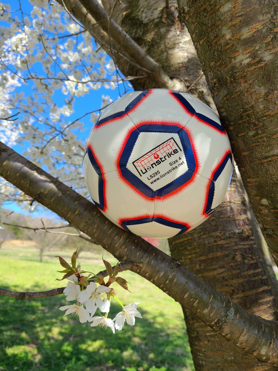 LionstrikeJP's tweet photo. 桜満開🌸　今日もサッカー日和⚽⚽

#lionstrike #サッカー #春　#桜 https://t.co/b246f7PsgD