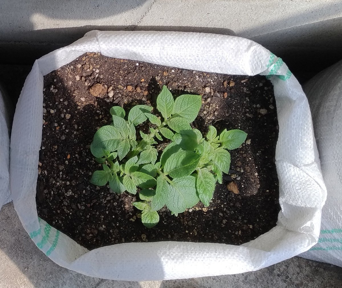 K Nishimoto ジャガイモ全部芽が出てます 増し土せずにプランターに植え付けるやり方が本に載ってたので 増し土するのと２タイプにしてみました じゃがいも袋栽培 ガレージ栽培
