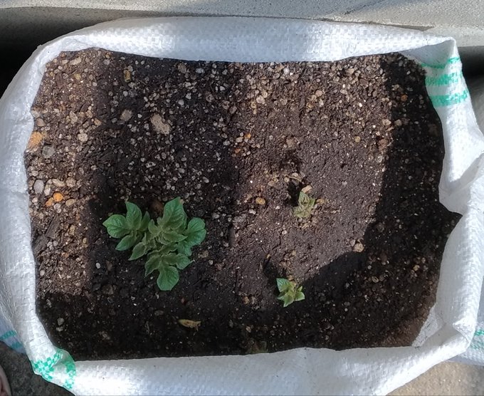 じゃがいも袋栽培のtwitterイラスト検索結果