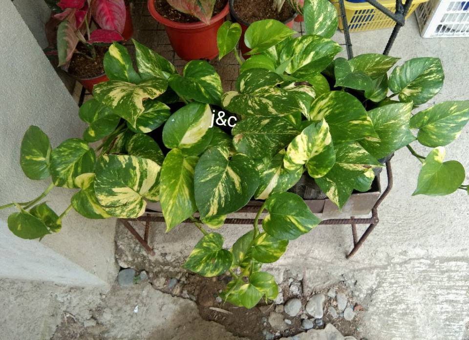 In my opinion, houseplants never go out of style. 😉🌿
#houseplants #joyinplants #goldenpothos