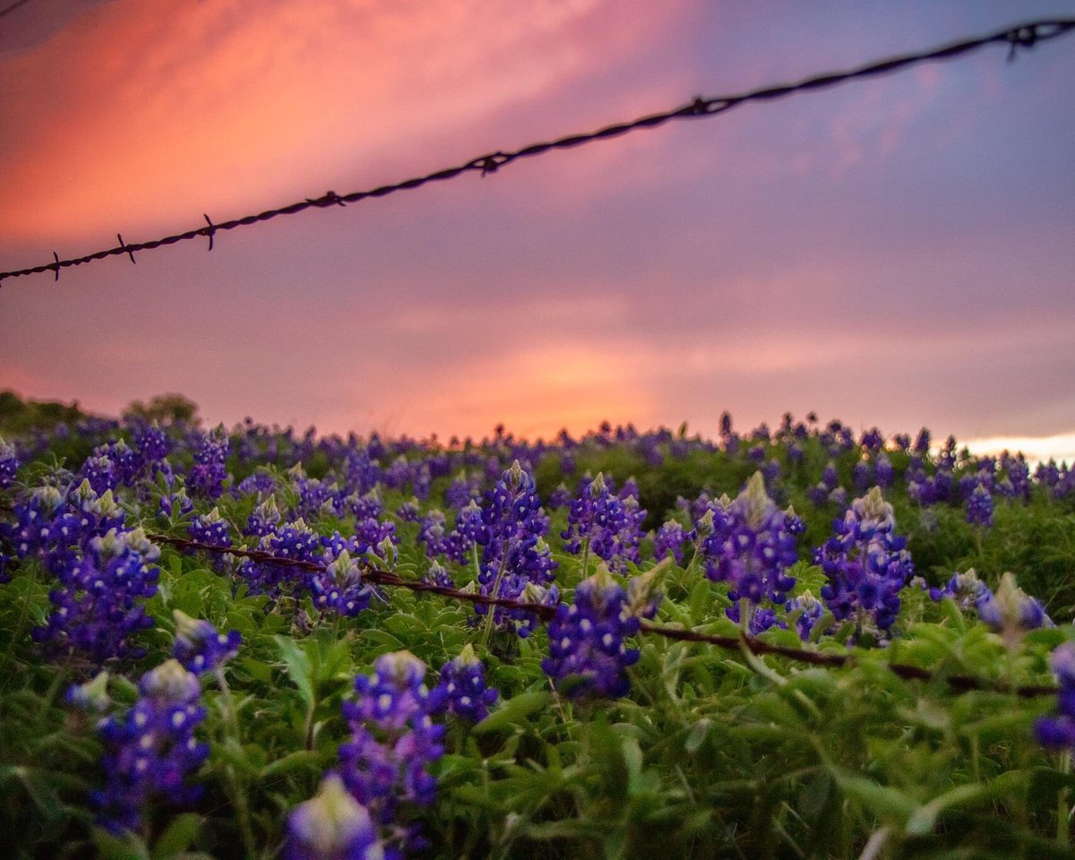 Ronnie Prcin tweet media