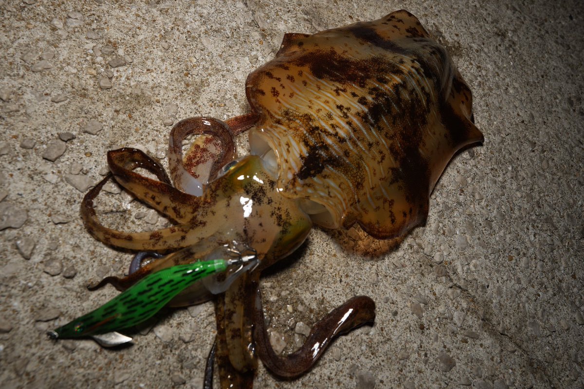 ハッスルナイト