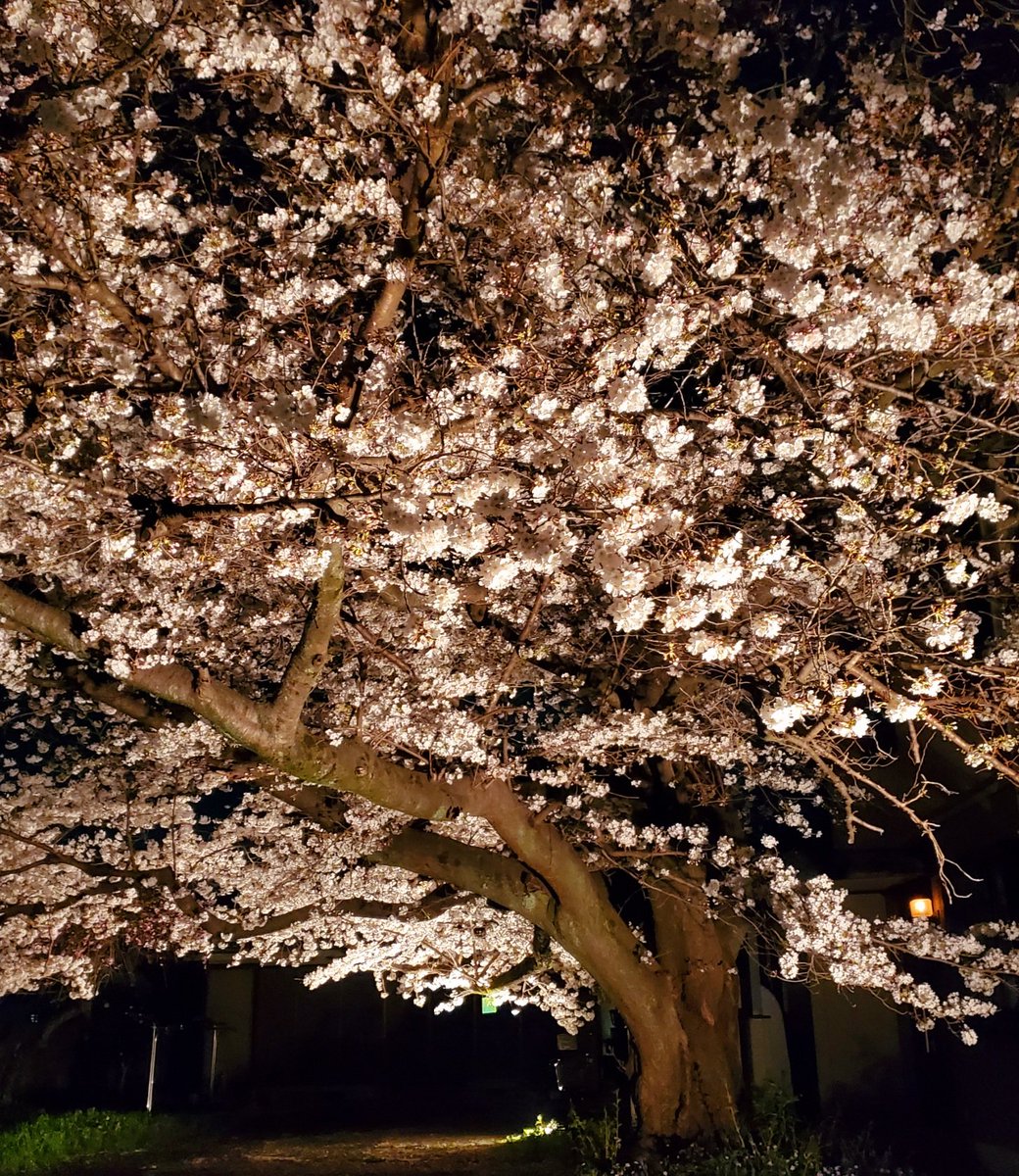 AmadaiRei's tweet photo. ＼
おはようございます🍊
／

昨夜、通りがかりの民家����で
見事な🌸がライトアップ❗

偶然の🌃夜桜🌸見物に
感謝です😄🙏

今日も頑張りましょう😆👍

#今日の積み上げ

🌟ツブヤキ(3件)
🌟太極拳練習
🌟レイキ自己ヒーリング
🌟やさしい相対性理論 読書

#おは戦30331ms 🌊 https://t.co/UkfRZVqWb6