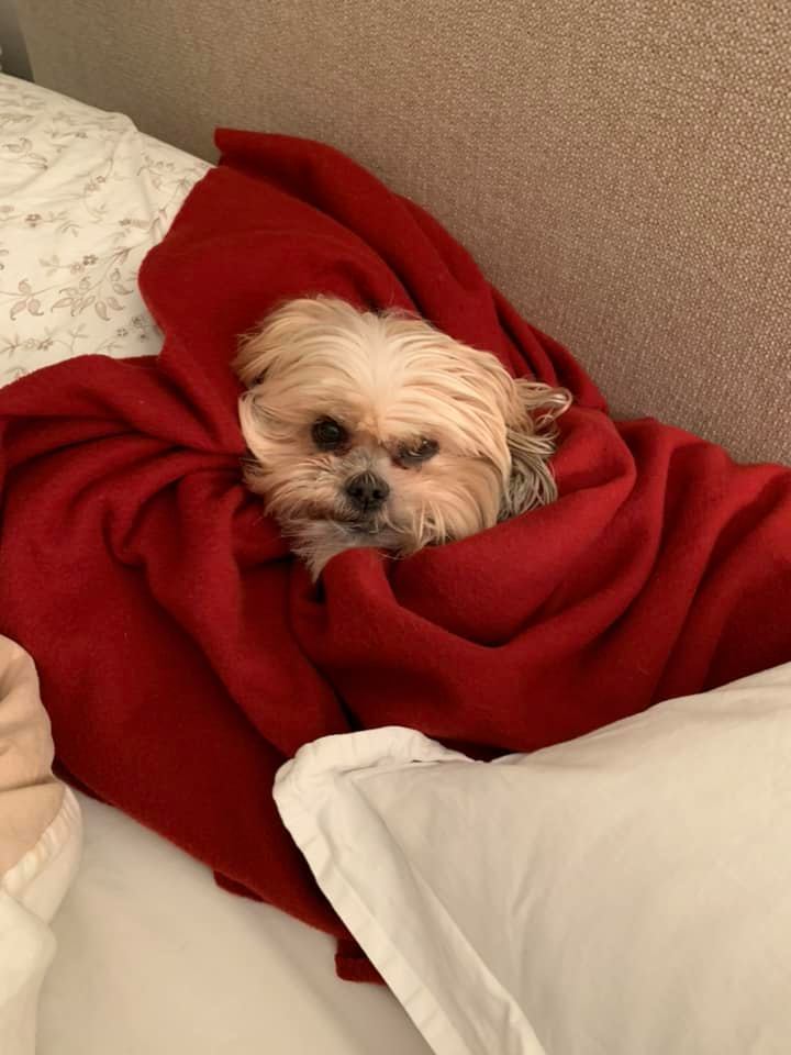 resqpups's tweet photo. Goodnight from Ms Harper Lee and Saylor Moon!  They love blankets.

#goodnight #adoptdontshop #STFBR #shihtzuandfurbabyrescue #rescuedogs #rescuedogsrock https://t.co/9Avx8eINHk