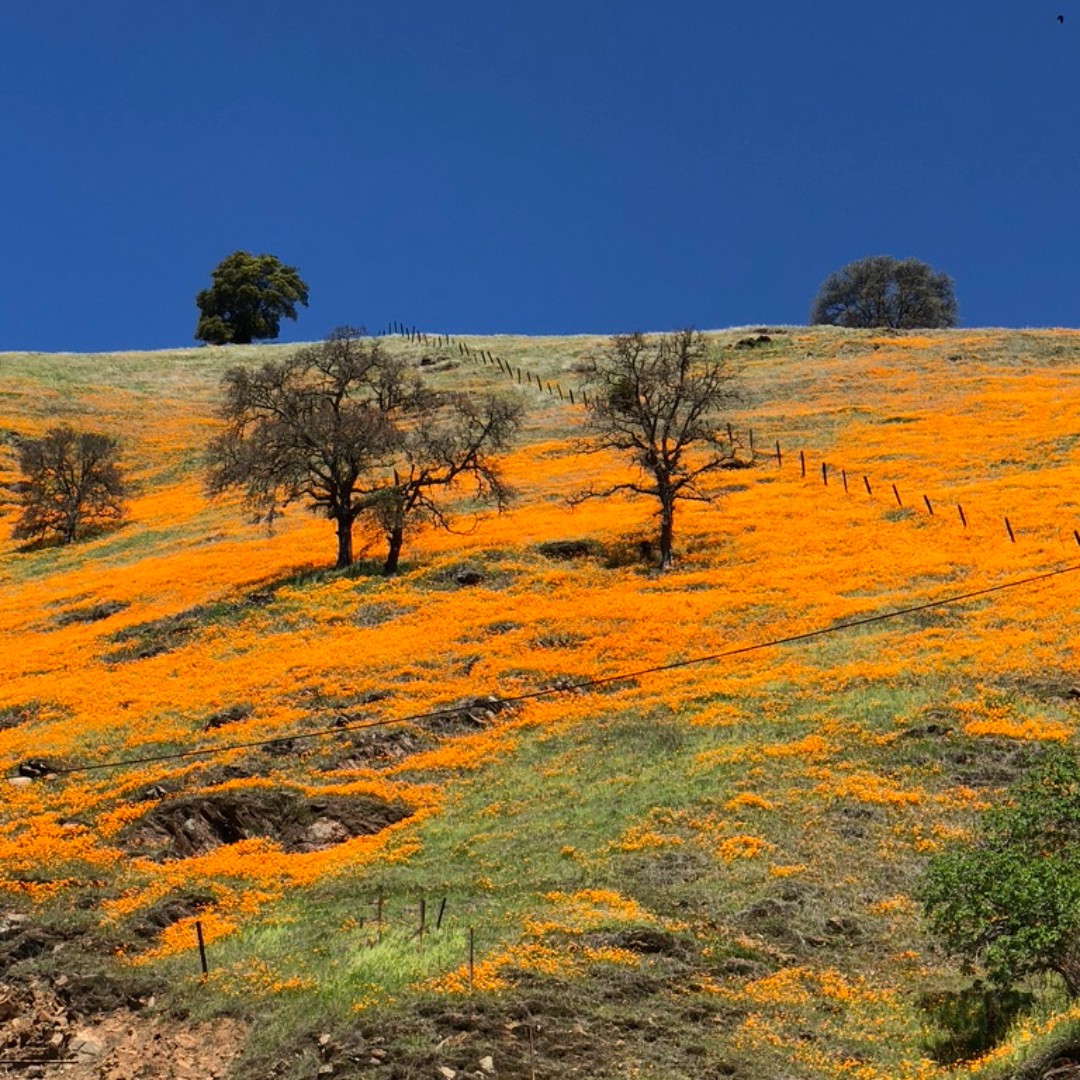 VisitAmador's tweet photo. The Poppies are blooming in Amador County!  

#VisitAmador #poppies #roadtrip #visitgoldcountry #goldcountry #jacksonca https://t.co/gR39UxkRk7