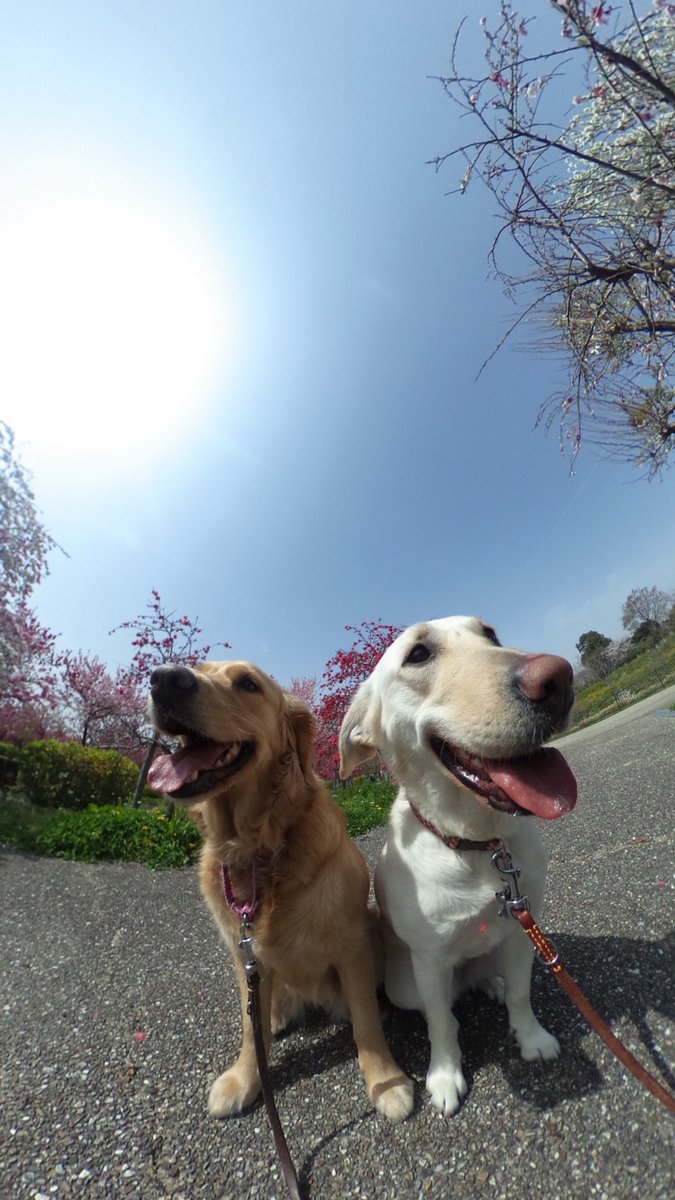 社福 日本介助犬協会 今日も長久手はポカポカ陽気 キラキラキララ レモンたん モリコロパーク 介助犬 日本介助犬協会