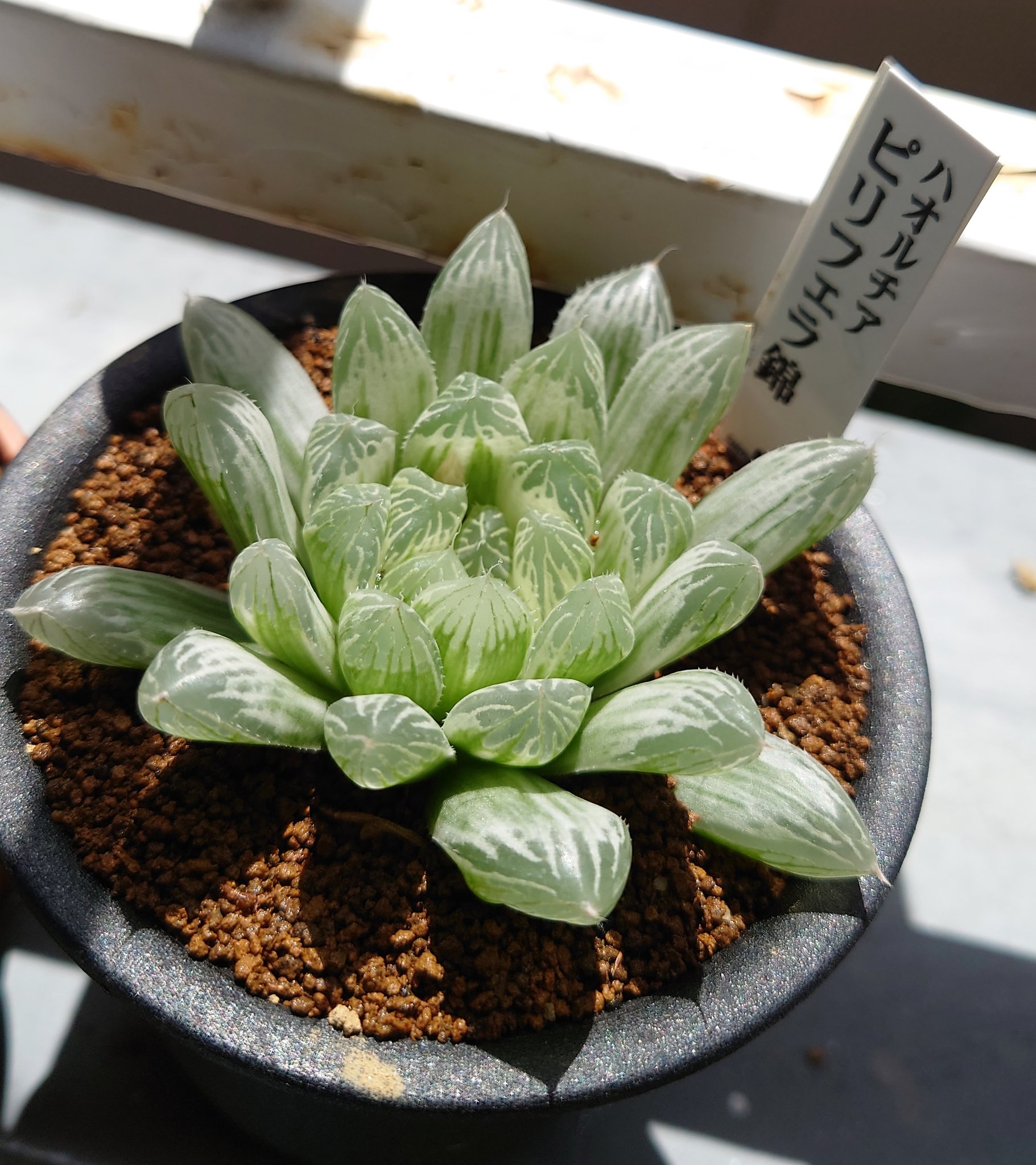 ট ইট র さゆみん ガーデニング ハオルチア日光浴なう オブツーサとピリフェラ錦の交配してみようかな 花が咲きそうだからっていうだけの理由 多肉植物 多肉初心者