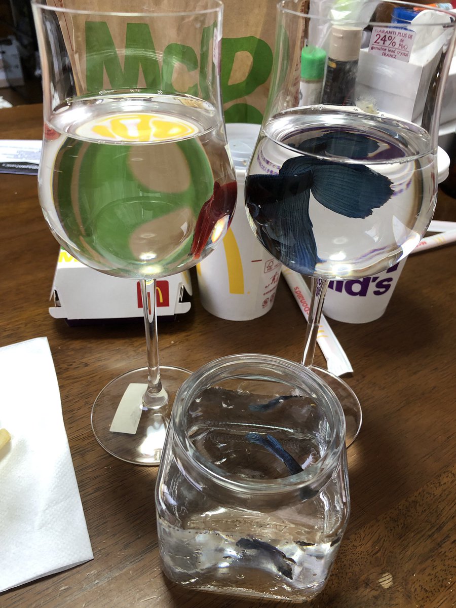 松 ベタ水槽清掃中につき グラスへ退避中 ベタの所の苔だらけのモスマットなどは別の水槽のエビたちに清掃を依頼しましたw 松 ベタ水槽清掃中につき グラスへ退避中 ベタの所の苔だらけのモスマットなどは別の水槽のエビたちに清掃を依頼しましたw