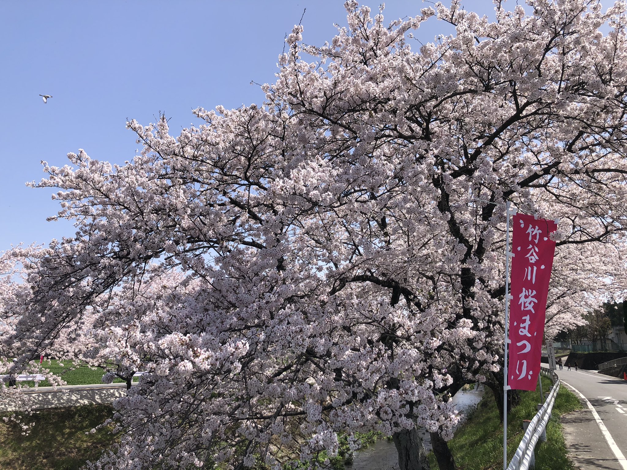 ヒグチぱと Or 海蔵川桜祭りがライトアップなしなのを見て返事してないの思い出しました これは海蔵川の上流の一つ 竹谷川 なんですよ 県 あがた 小の裏の川です Twitter