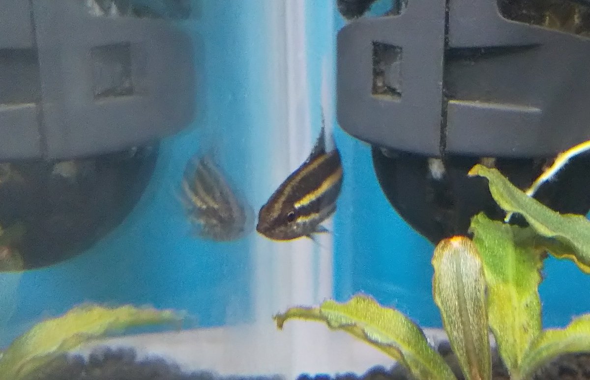 とも リコリスグラミー出てきてました 小さい子の方が慣れてきたかもしれないです カメラ向けてもあまり逃げないので リコリスグラミー