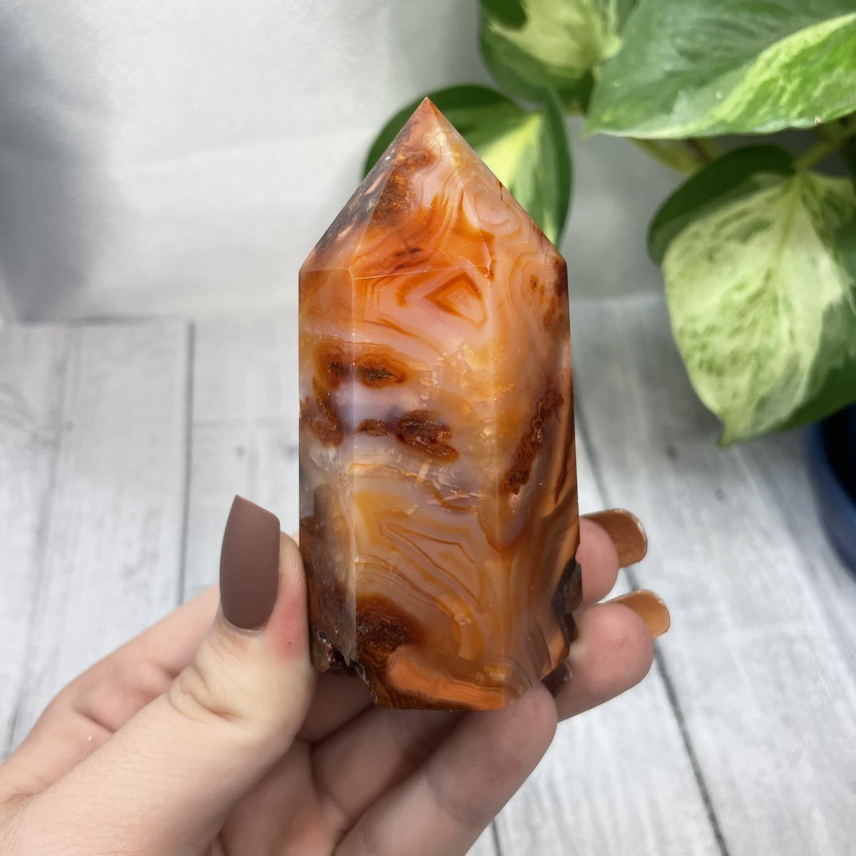 The Crystalline Cat tweet media