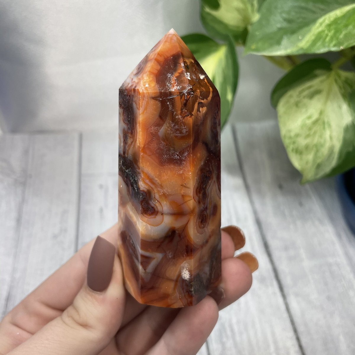 The Crystalline Cat tweet media