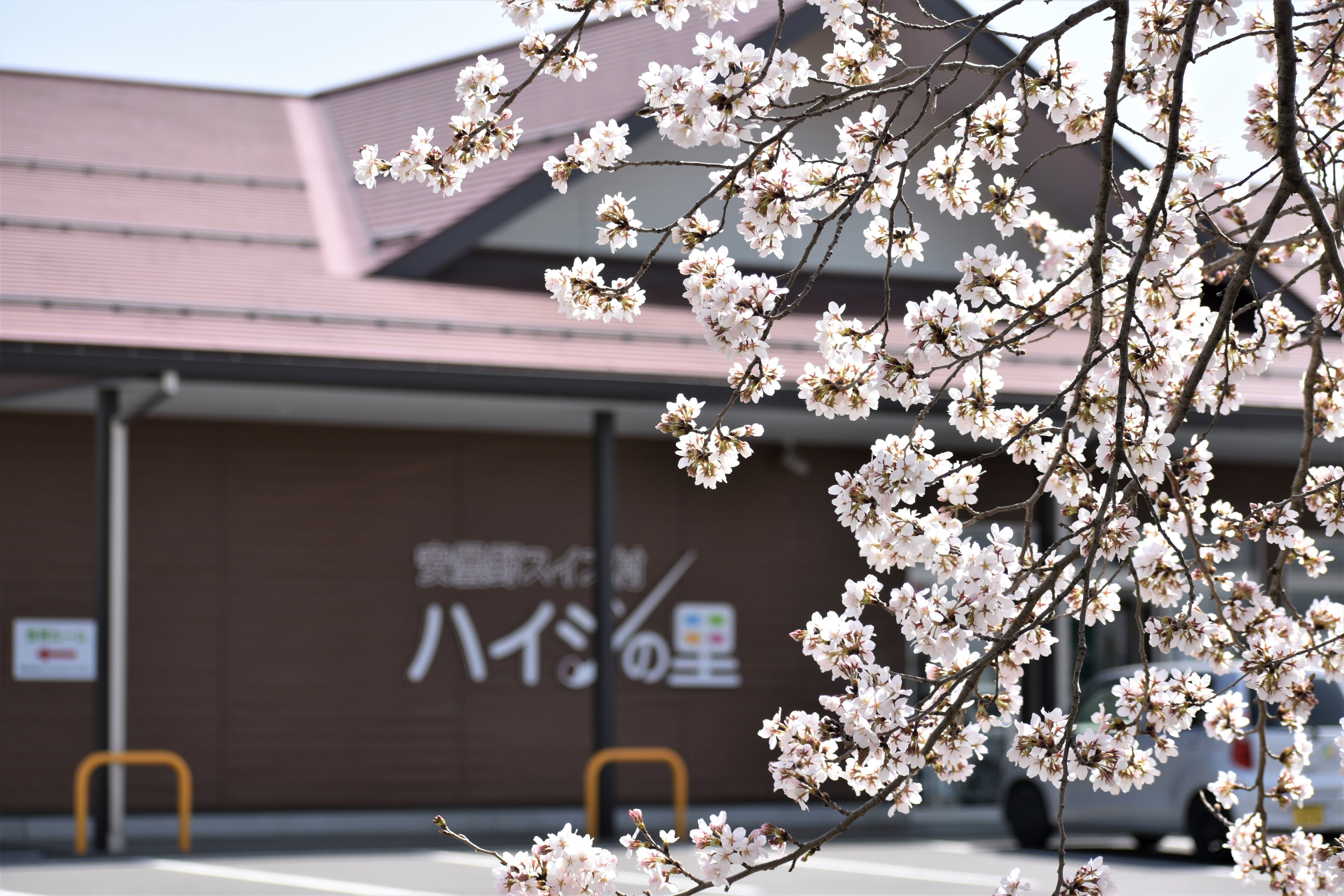 Jaあづみ公式 このほどの陽気で桜の開花が進み 安曇野 スイス村ハイジ里や烏川カントリーエレベーターなどで見頃を迎えています 一方 安曇野市の桜の名所として知られる光城山はまだまだこれから ｊａあづみ 桜 春 見頃 花見 光城山 安曇野
