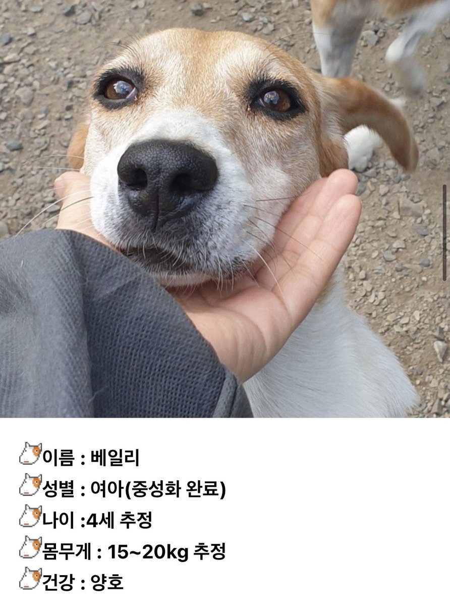star1004cat's tweet photo. ‼️한달 임보처 찾아요‼️
해외입양을 전제로
사회성 평가를 위해 임보처를 찾습니다!

가족을 만나러 갈 수 있게 리트윗으로
함께 응원해주세요

<임보,입양문의 >
카카오톡 플러스친구 : @beaglerescue
이메일 : adoption@beaglerescuenetwork.org https://t.co/LtEUhYdhug