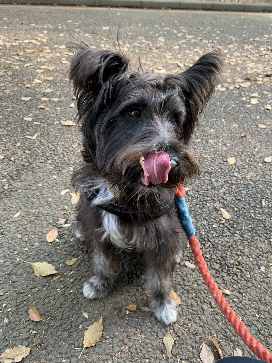 NinjaSchnauzer's tweet image. Sakura nose 🌸😗
#tokyospring #sakura #schnauzer