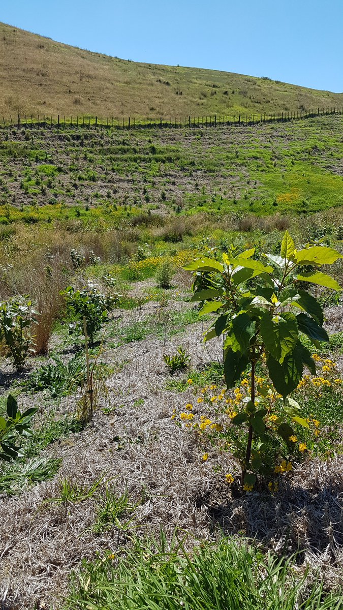 AUT_Living_Labs tweet media