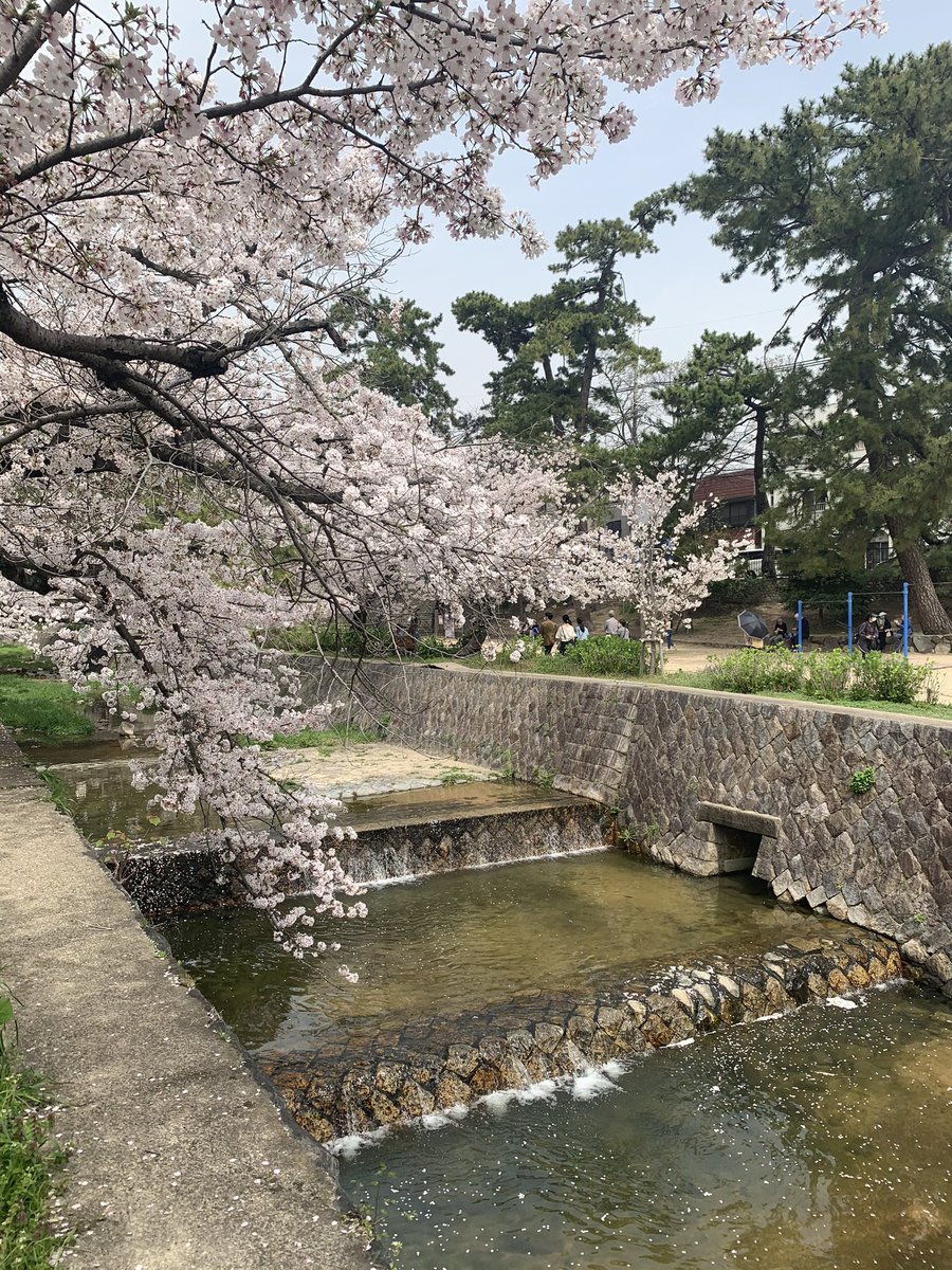 jandy0901's tweet photo. お花見日和🌸スウィーツも😍 https://t.co/aID9BBiZZ6