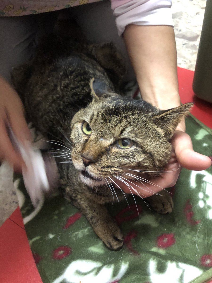 ねこ広場 のtwitter検索結果 Yahoo リアルタイム検索