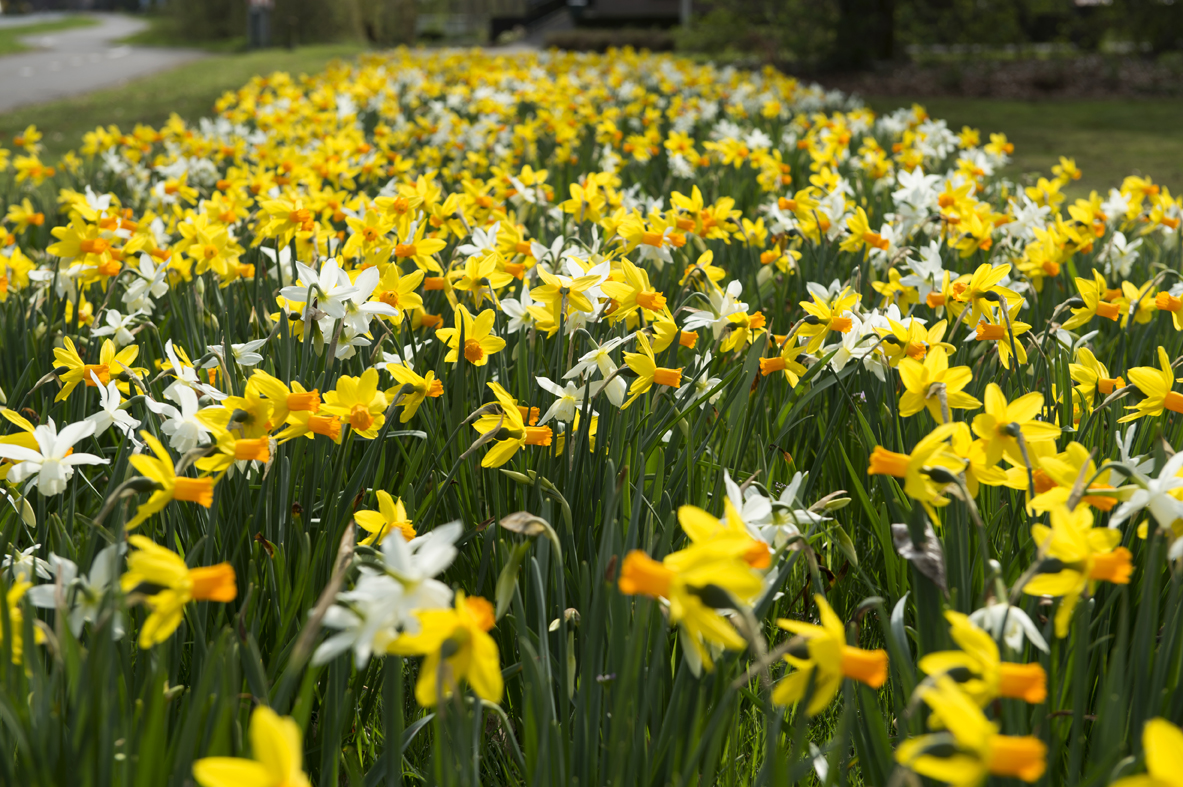 Op 2e Paasdag, Koningsdag, Hemelvaartsdag en 2e Pinksterdag vindt er geen inzameling plaats. Kijk voor de inhaaldagen op de digitale kalender en app van Circulus-Berkel. Ook Recyclepleinen en KlantContactCentrum zijn dan gesloten. Fijne feestdagen! bit.ly/2GSXwyz 🐣