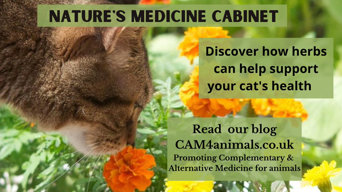 It's #WildlifeWednesday 🐱🐈‍⬛🏵️🌹🌻🌺🌼

Did you know that dried #herbs can help your cat's health &amp; wellbeing?

Read our blog by #cat behaviourist Julie-Anne Thorne of <a href="/naturallycats1/">Naturally Cats</a> 

cam4animals.co.uk/herb-garden-fo…

#CatsOfTwitter #cats #catlover #Feline #wildlife #biodiversity