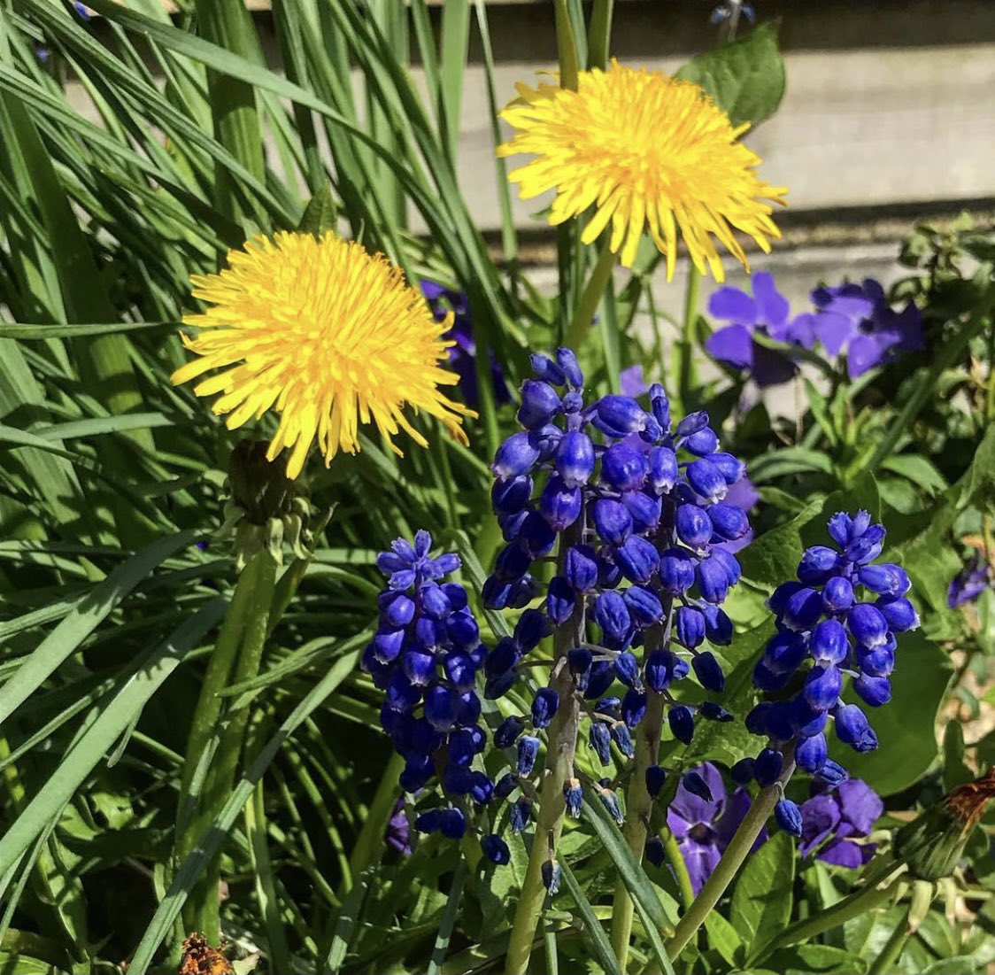 Another beautiful day - good morning all- have a productive one!#GoodMorningEveryone #amwriting